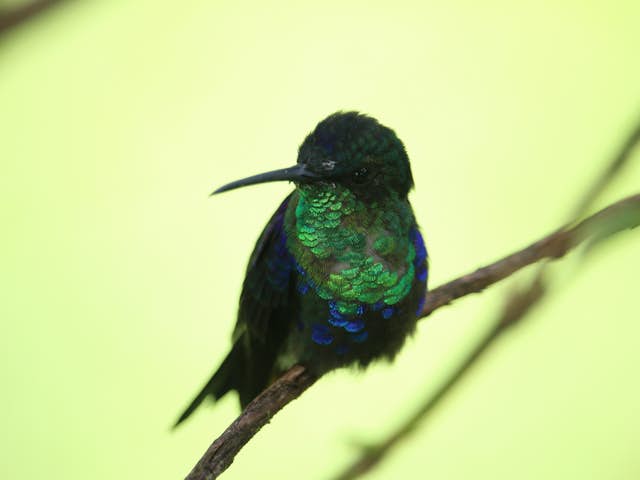 Especies de colibríes que se pueden observar en Mistico Park en Costa Rica