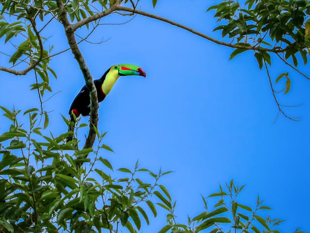 Discovering the Toucan
