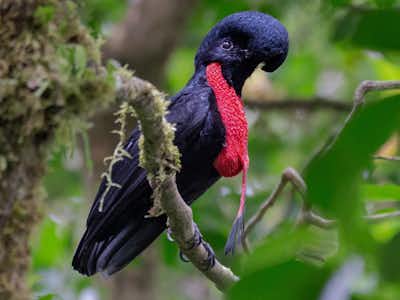 Protecting the Precious Bare-Naked Umbrella Bird: Guardians of Mistico Park's Biodiversity
