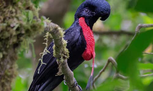 Protecting the Precious Bare-Naked Umbrella Bird: Guardians of Mistico Park's Biodiversity