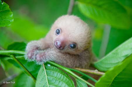 Protecting the Precious Sloths of Mistico Park: Guardians of the Arenal Rainforest
