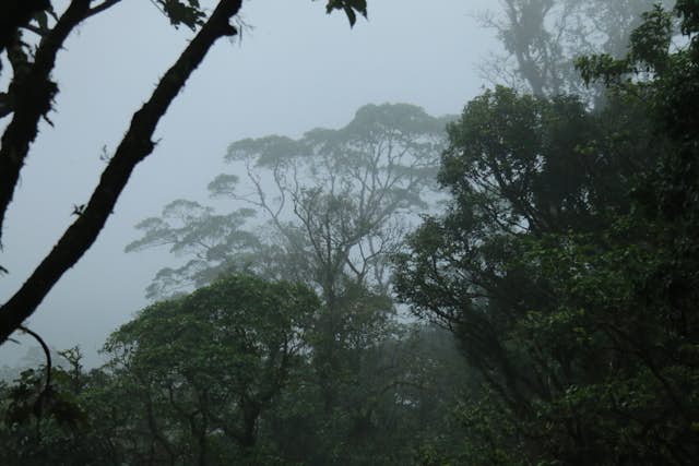 Why should Costa Rica prioritize tropical rainforest preservation?
