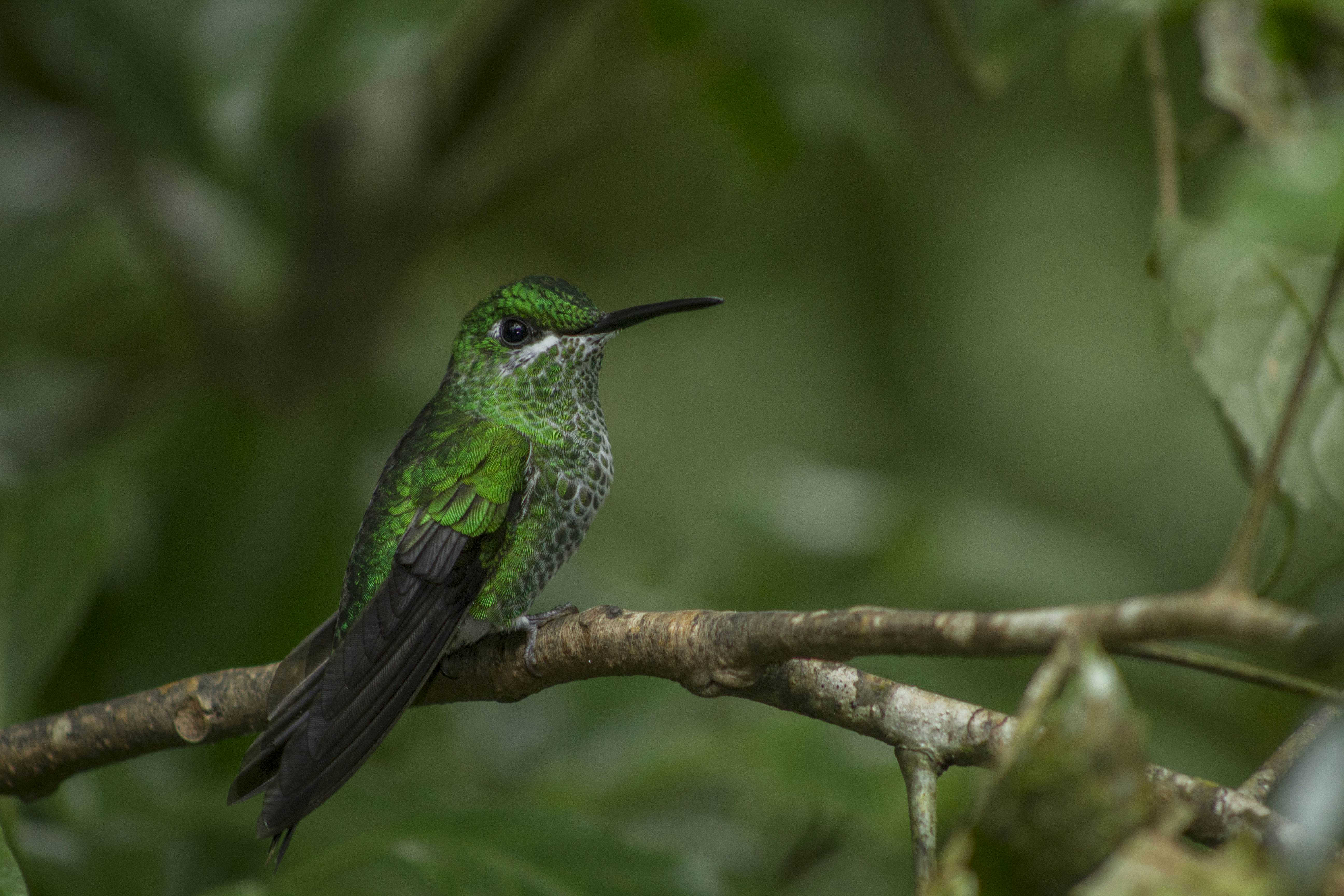 Where Is The Best Location For Hummingbird Watching In Costa - 