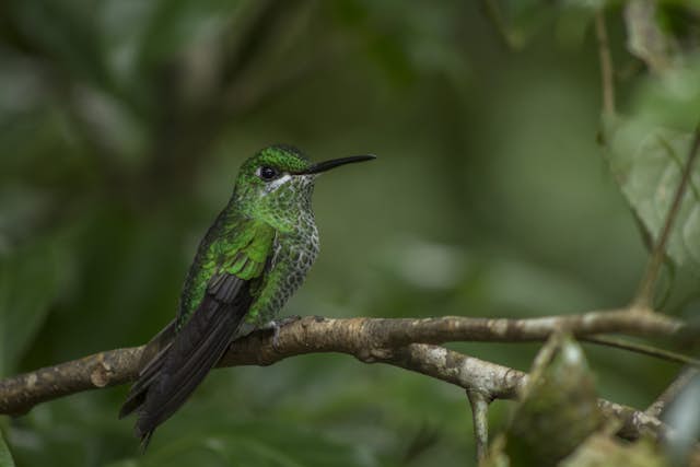 Where is the best location for hummingbird watching in Costa Rica?