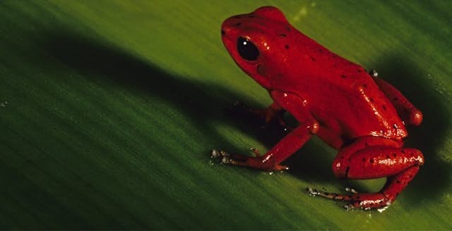 Red frogs: the production of venom and how they care for their young