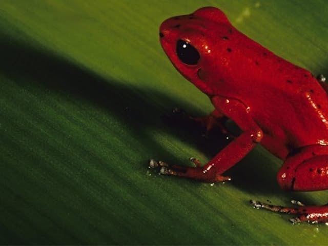 Red frogs: the production of venom and how they care for their young