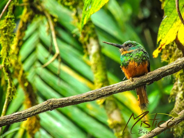 Birds You Can See at Mistico Birdwatching Tour