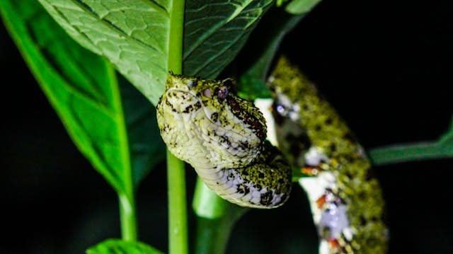 Snake Species You Can See at Mistico Park in Costa Rica