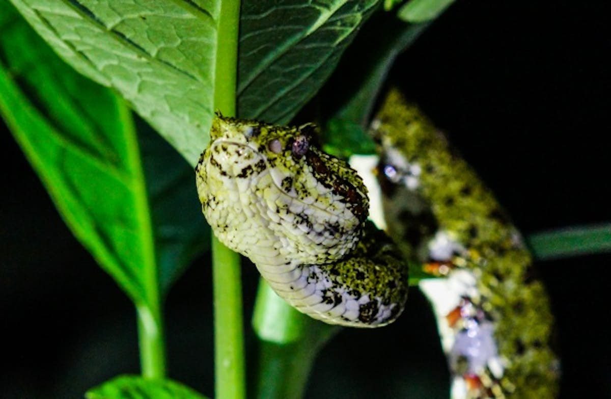 Snake Species You Can See at Mistico Park in Costa Rica - Mistico Blog