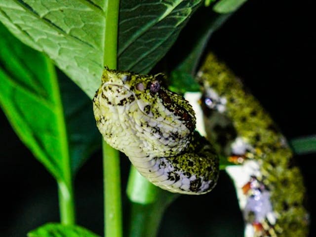 ¿Qué especies de serpientes de Costa Rica puede ver en Mistico Park?