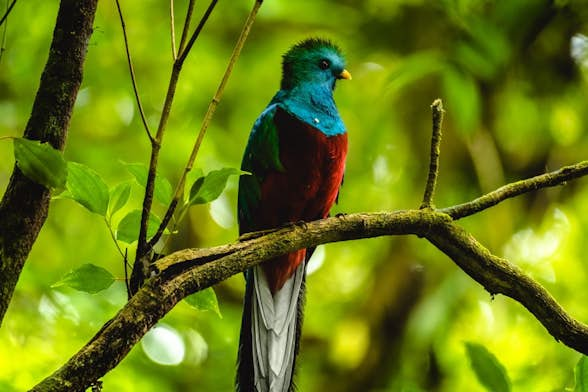 Cómo Y Cuándo Observar Al Quetzal En Costa Rica Mistico Blog 