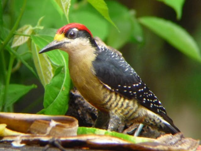 A natural wonder: the woodpecker's tongue