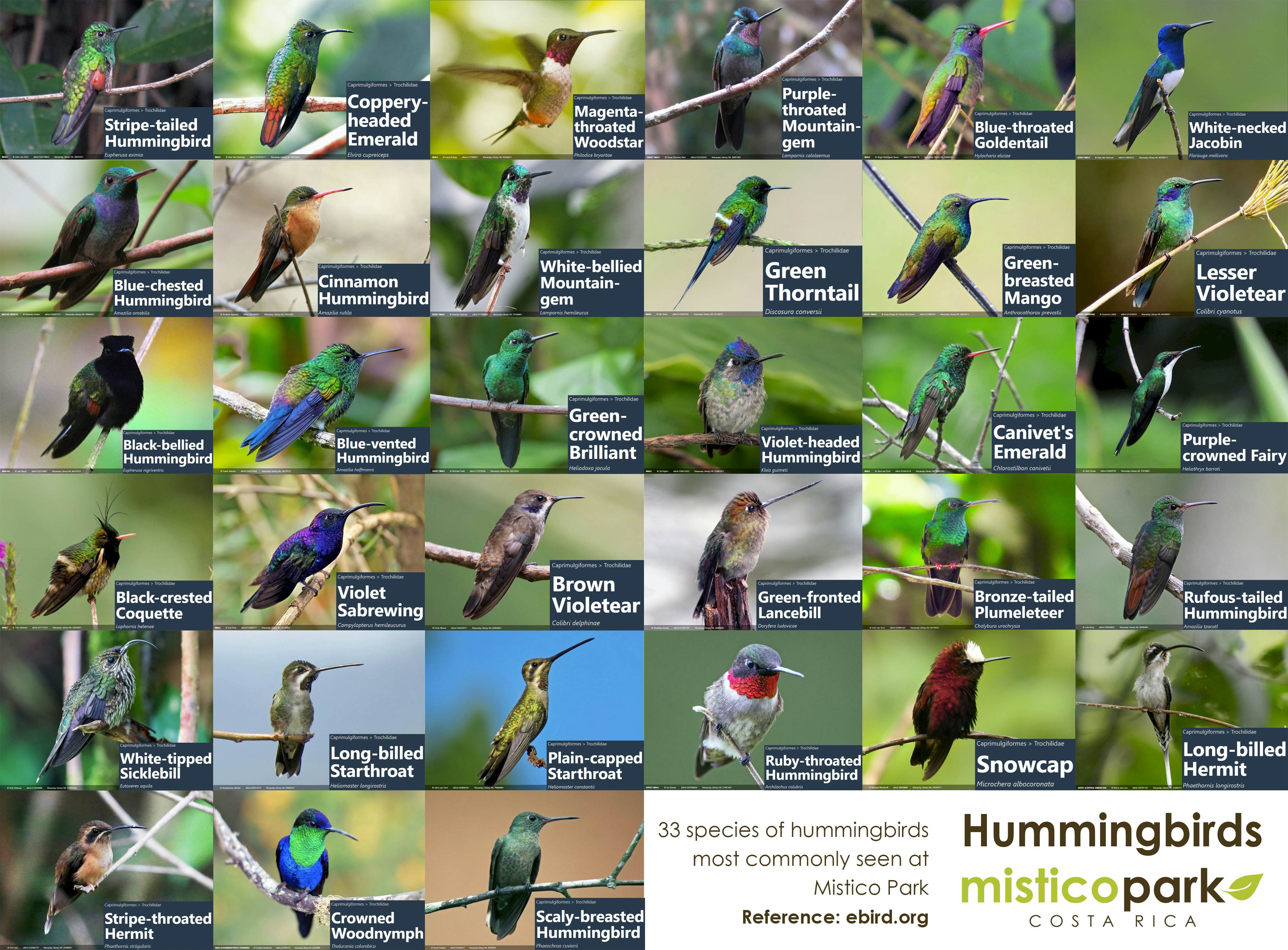 Hummingbirds in Mistico Park