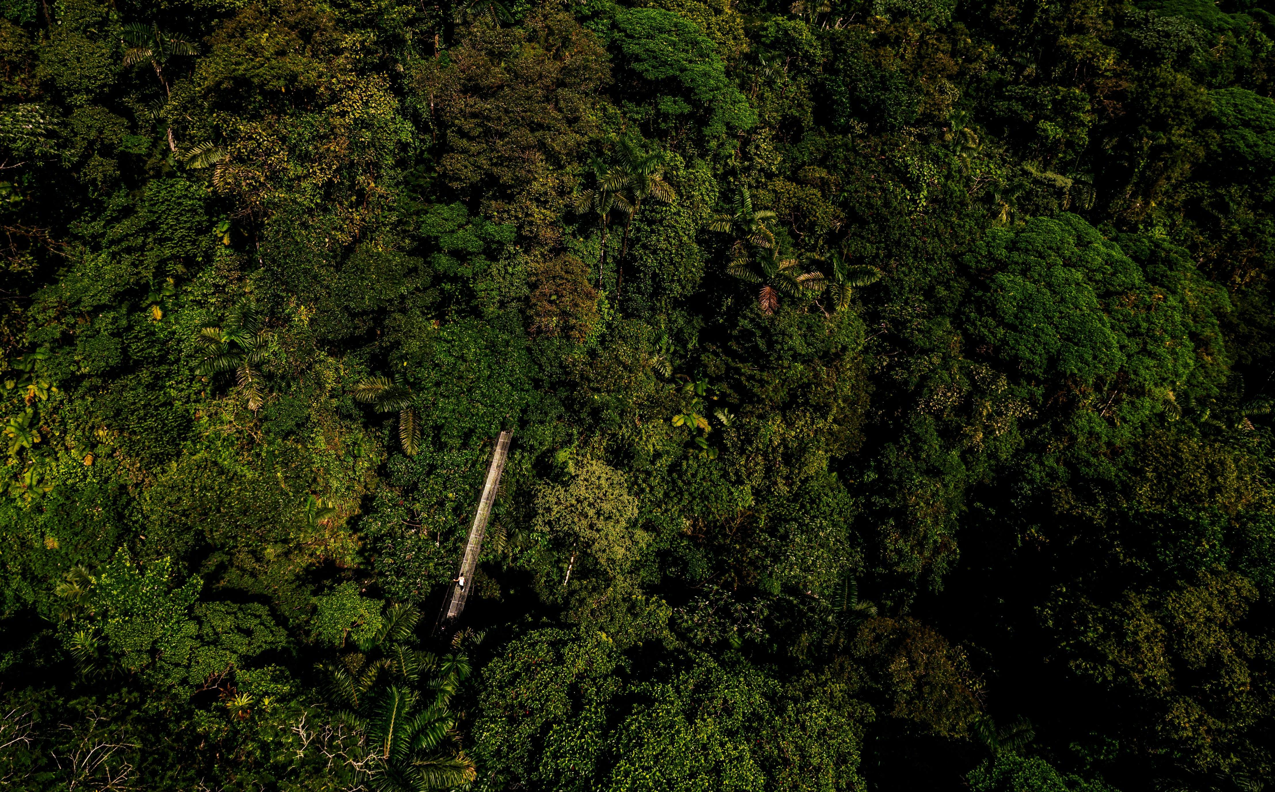 Rainforest protected by Mistico Park