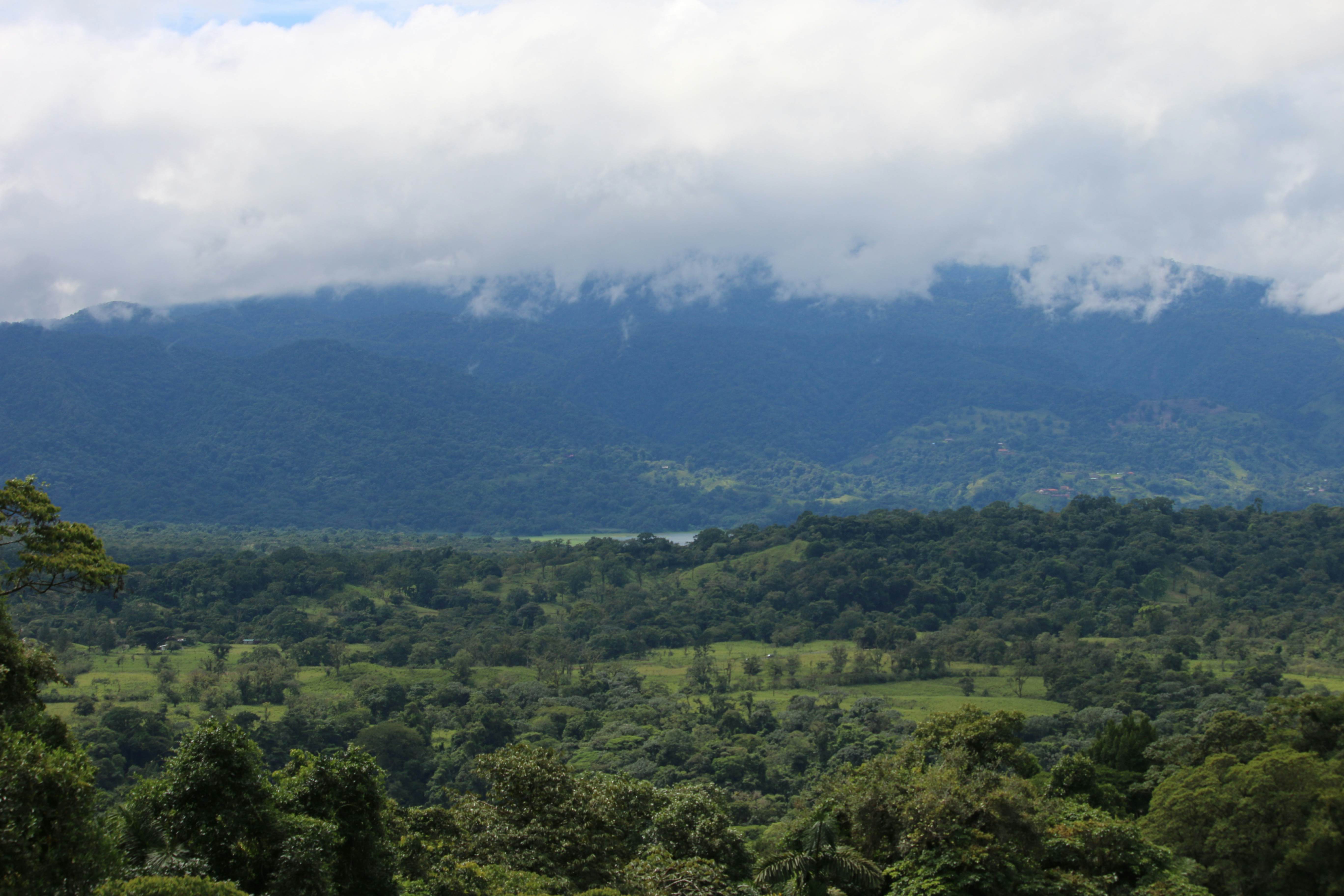 Views of the Tropical Forest