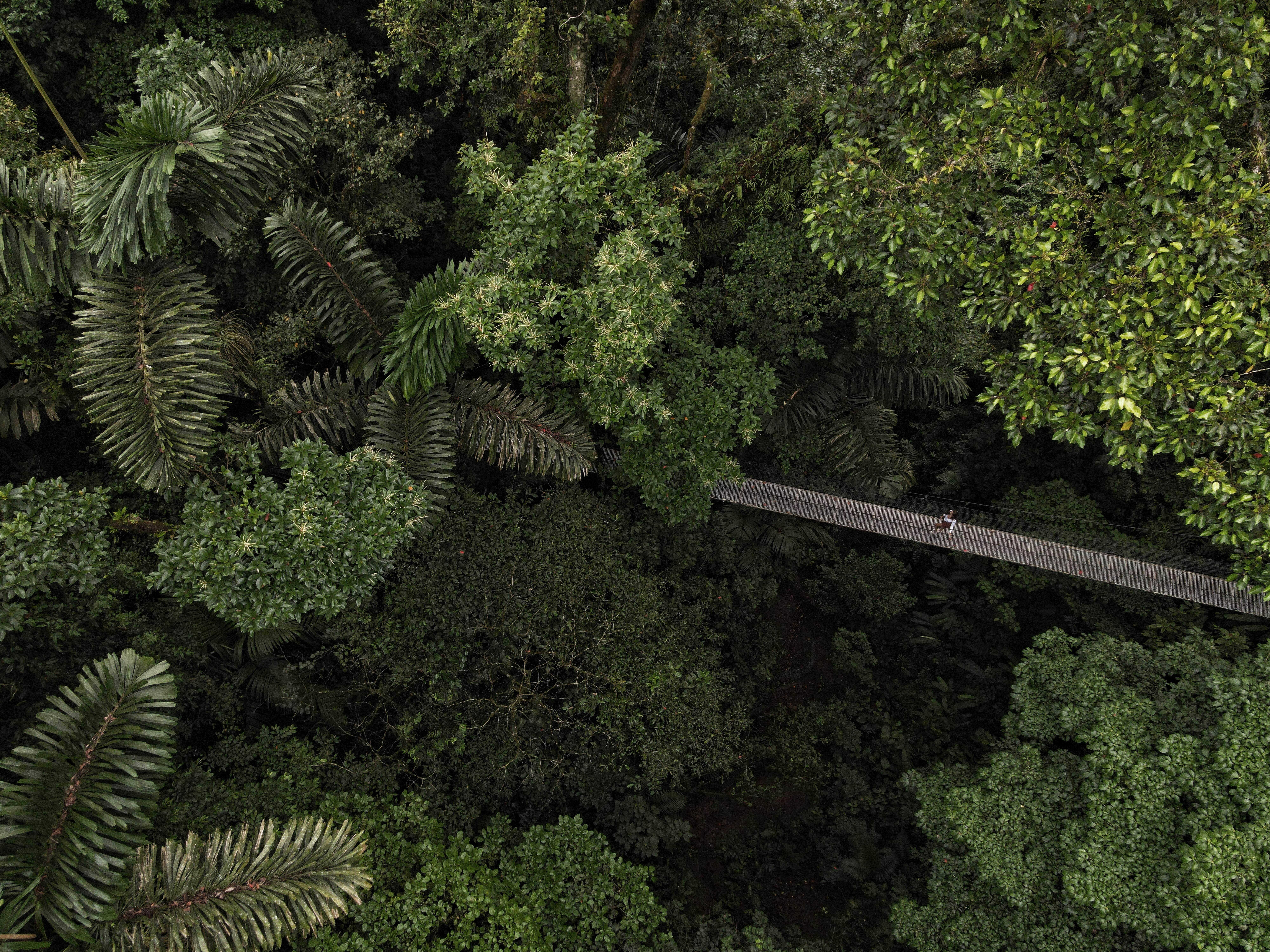 Tropical forest in Costa Rica, home to Hanging Bridges and source of oxygen