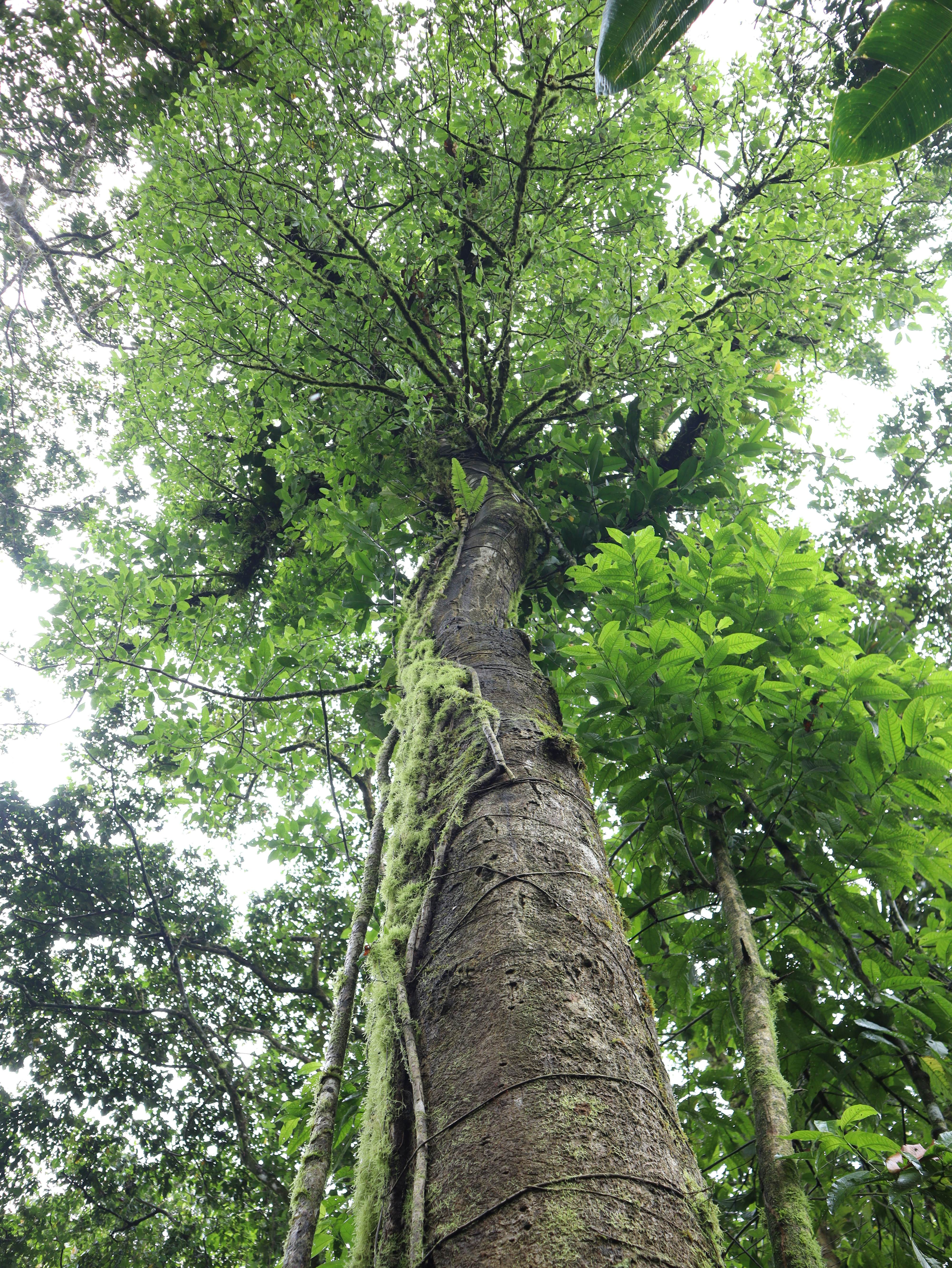 Trees in the tropical forest. They help offset the carbon footprint by producing oxygen