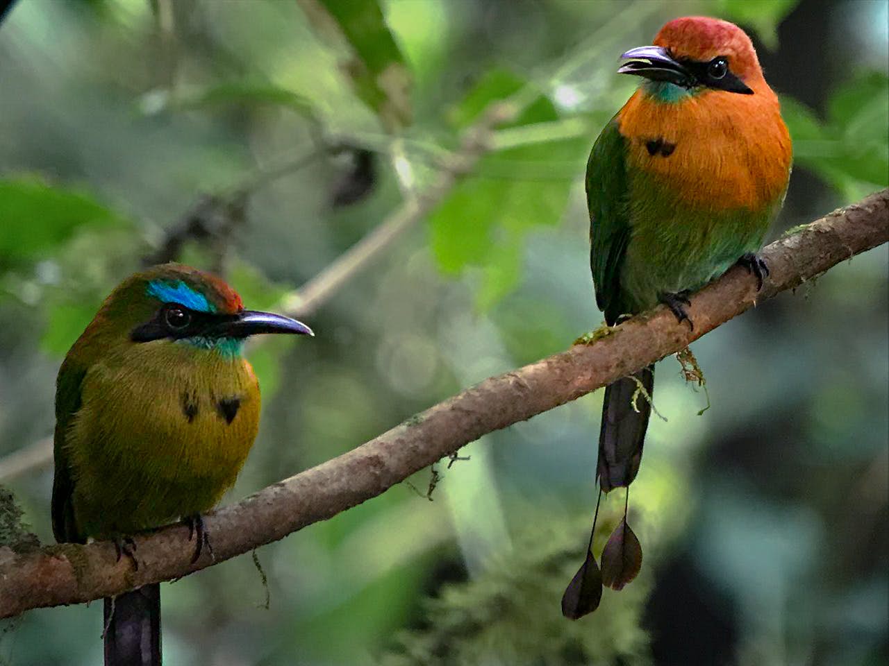 Bird Watching in Mistico Park: A Tropical Paradise