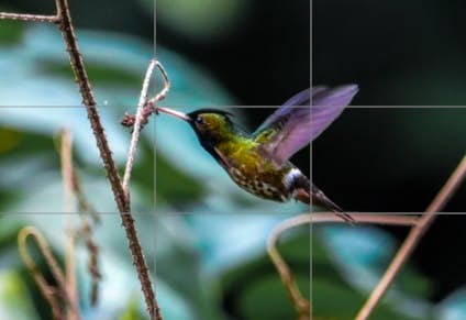 Hummingbird in Flight Feeding on Tiny Flower