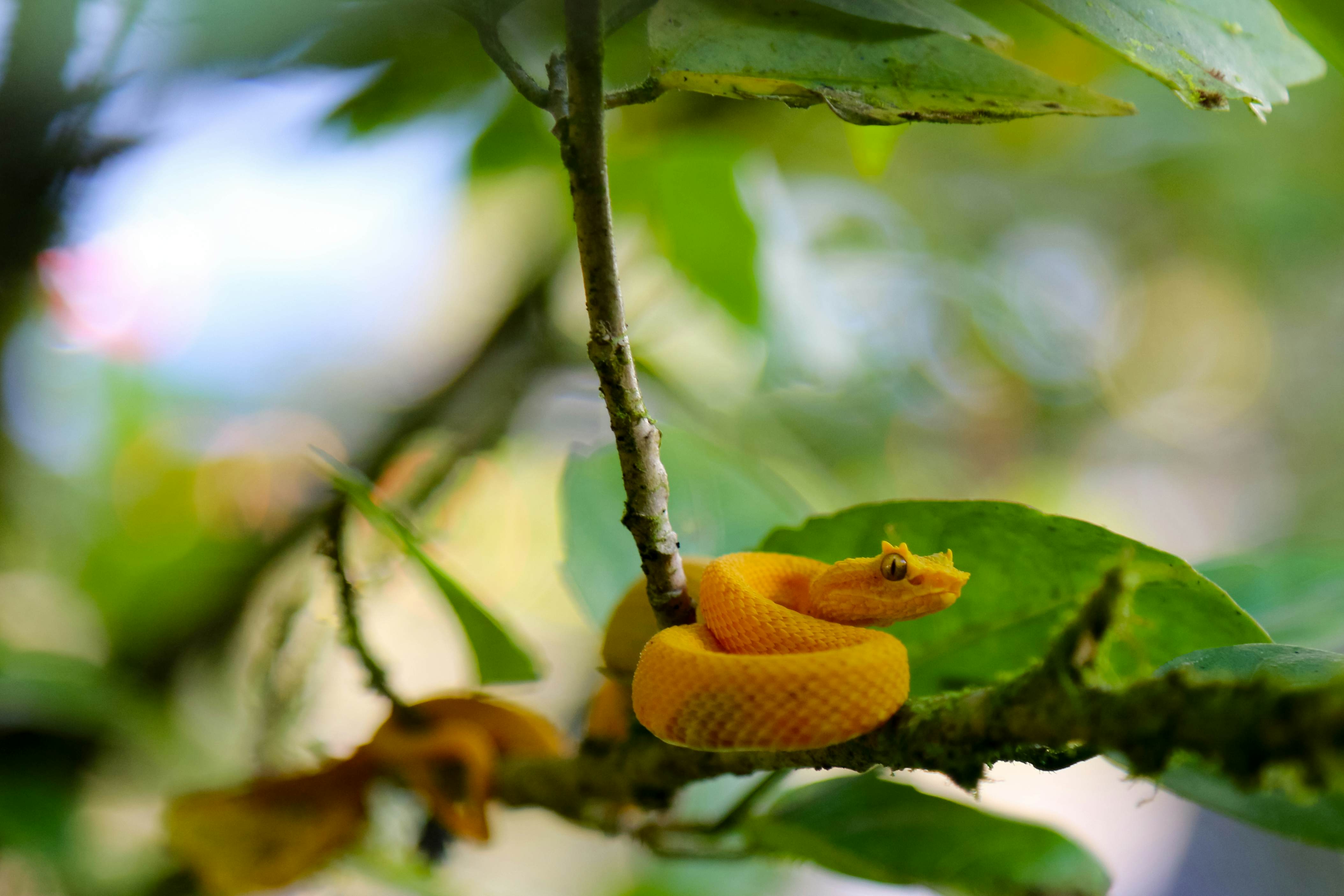 Bocaracá 'Oropel' Snake