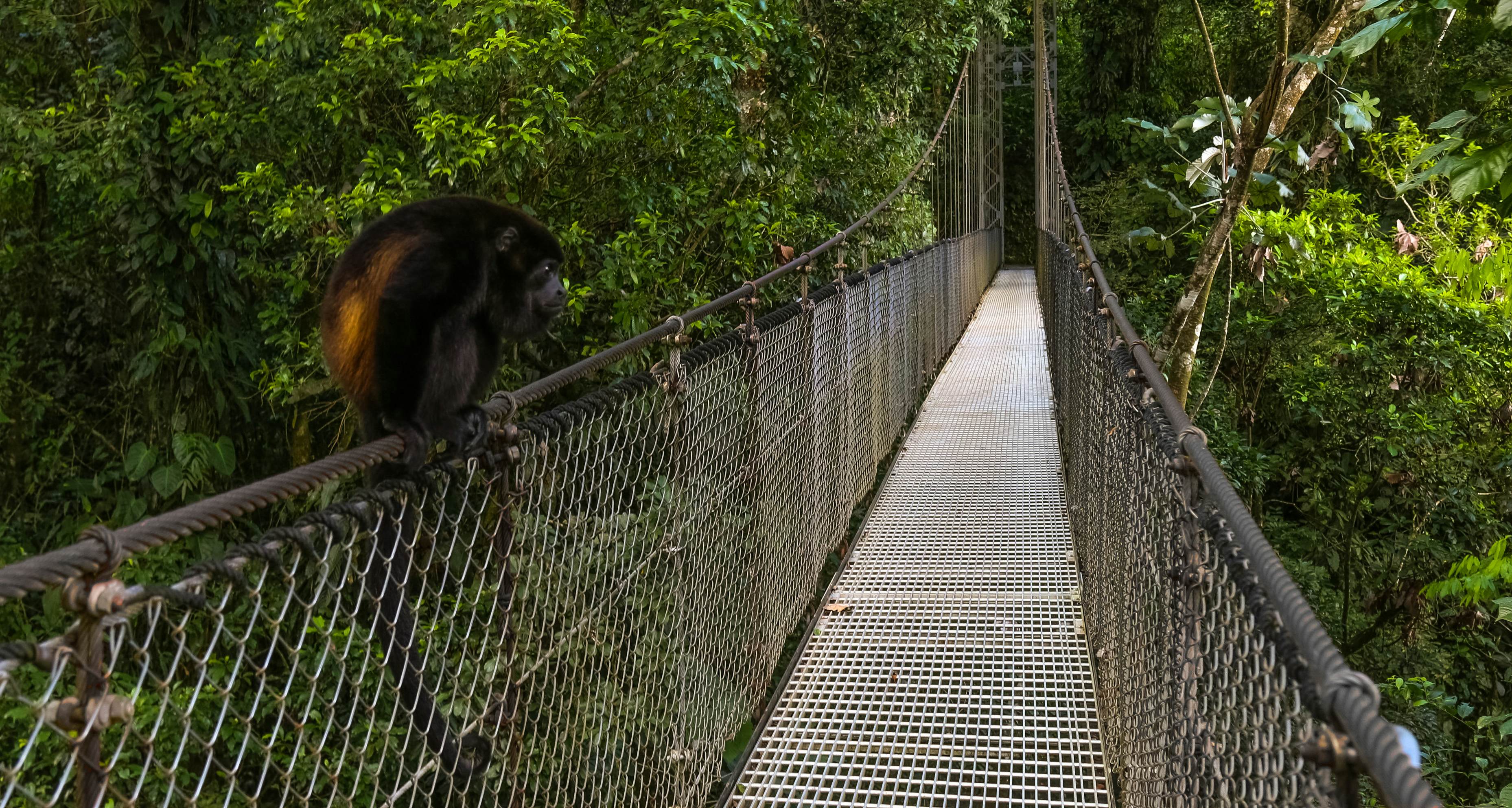 Congo Monkey on Hanging Bridge
