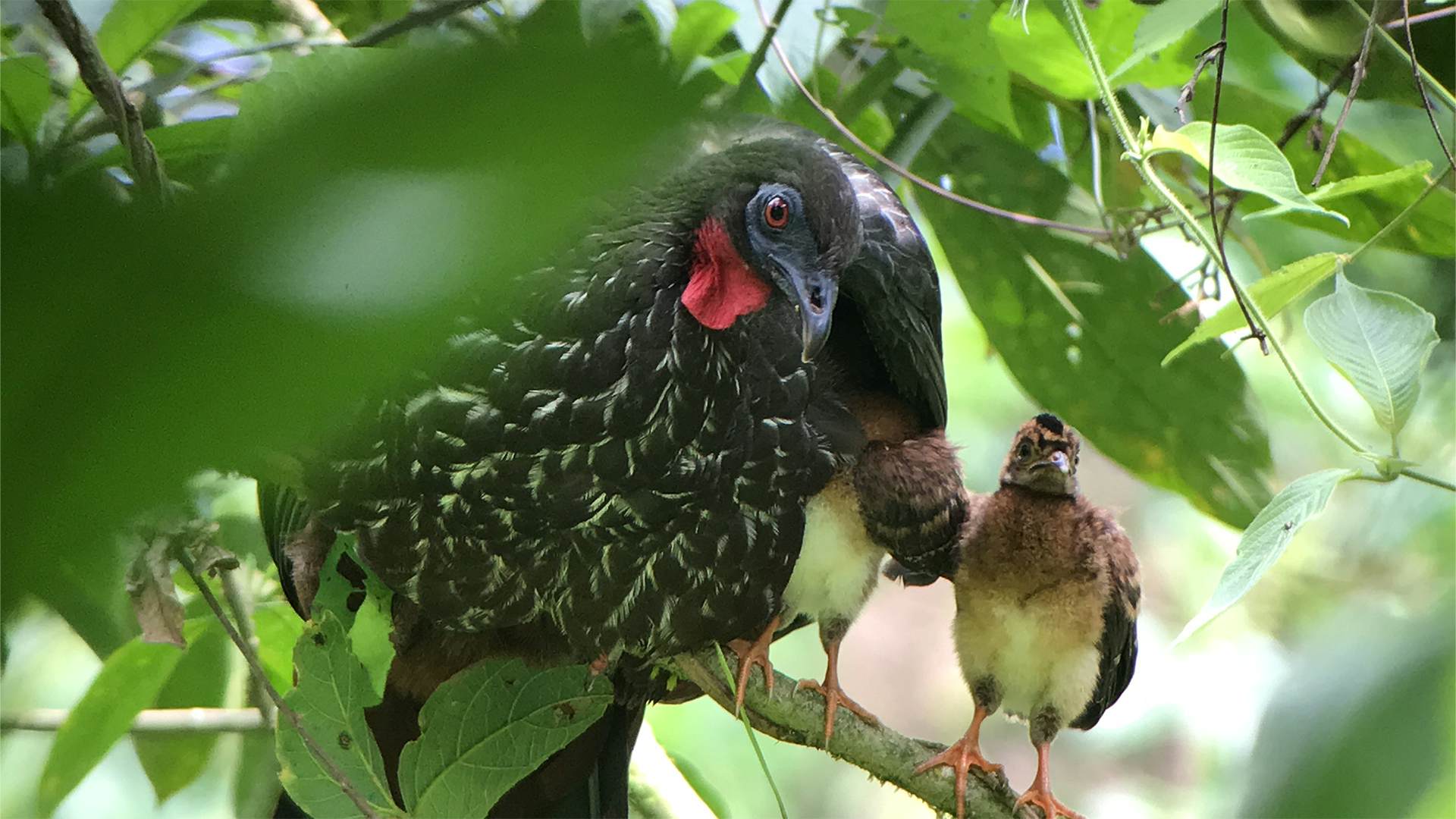 Crested Guan with Chicks
