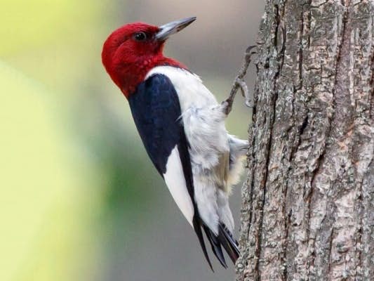 Woodpecker in a Tree Photo